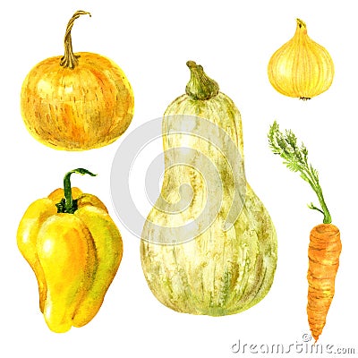 Set of five watercolor garden vegetables pumpkins, pepper, carrot and onion on white background Cartoon Illustration
