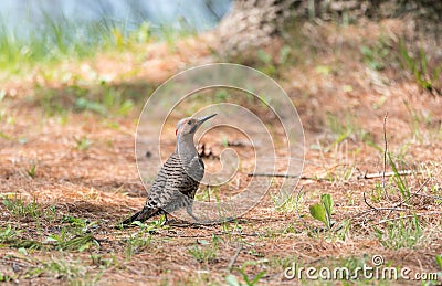 Yellow shafted flicker Colaptes auratus, on the ground hunting grubs. Stock Photo