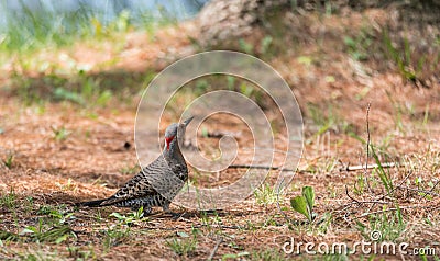 Yellow shafted flicker Colaptes auratus, on the ground hunting grubs. Stock Photo