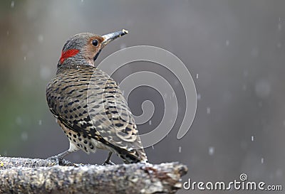 Yellow shafted flicker Stock Photo