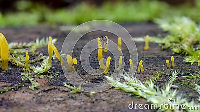 Yellow shaped mushrooms on log in forest Stock Photo