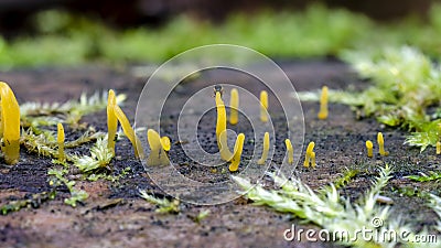 Yellow shaped mushrooms on log in forest Stock Photo