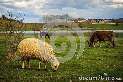 Sheep and cows grazing Stock Photo