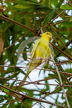 Yellow shell parakeet perching on a perch Stock Photo