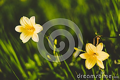 Yellow Siberian lily in a meadow Stock Photo