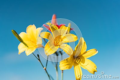 Yellow Siberian lily Stock Photo