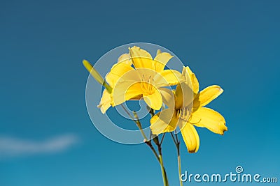 Yellow Siberian lily Stock Photo