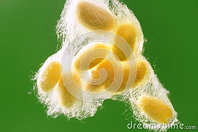 Yellow silkworm cocoon over green Stock Photo