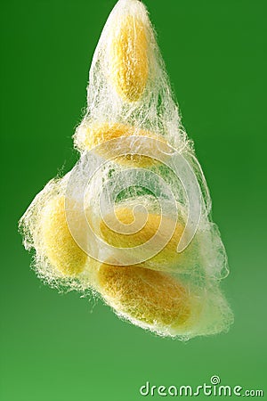 Yellow silkworm cocoon over green Stock Photo