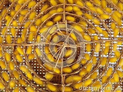 Yellow silkworm cocoons on bamboo rack Stock Photo