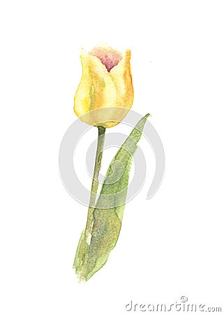 Yellow single tulip on white background Stock Photo