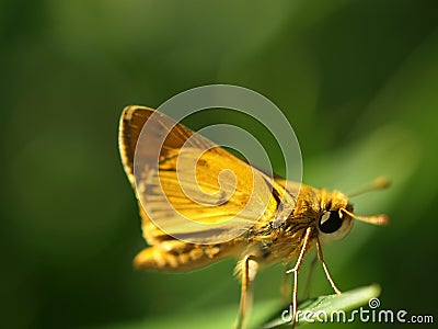 Yellow skipper butterfly Stock Photo