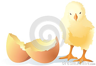 The yellow small chick Vector Illustration