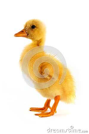 The yellow small duckling Stock Photo