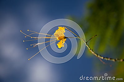 Yellow small flower of Cassia Stock Photo