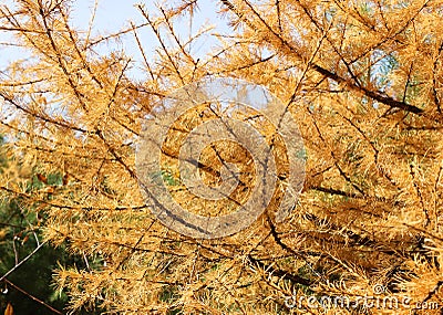 Yellow small needles Stock Photo