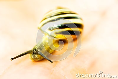 Yellow snail macro Stock Photo