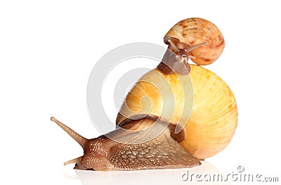 Yellow Snails crawling Stock Photo