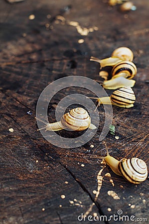 Yellow snails walking around the garden. Snail on the tree in th Stock Photo