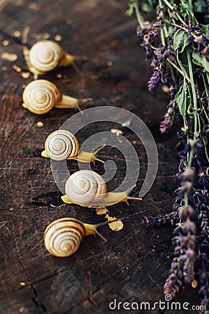 Yellow snails walking around the garden. Snail on the tree in th Stock Photo