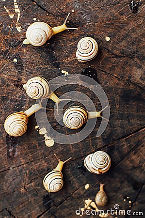 Yellow snails walking around the garden. Snail on the tree in th Stock Photo