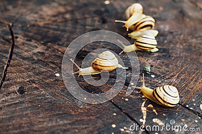 Yellow snails walking around the garden. Snail on the tree in th Stock Photo