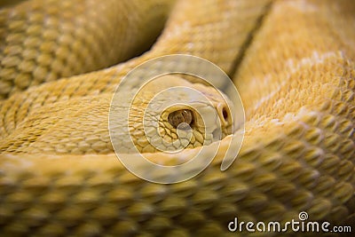 Yellow Snake with detailed skin, staring sharply Stock Photo