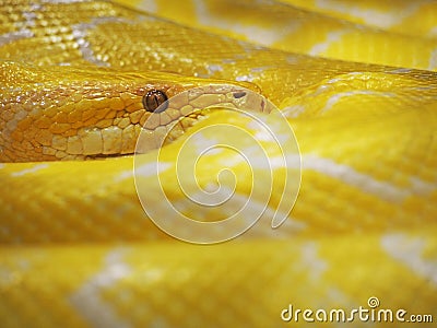Yellow snake Stock Photo