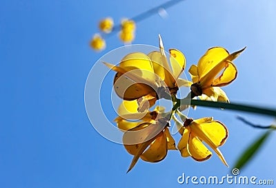 Yellow Spanish Broom blossom, Spartium junceum Stock Photo