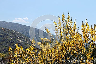 Yellow Spanish Broom, Spartium junceum Stock Photo