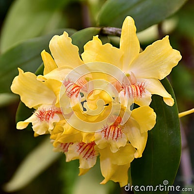 Yellow species orchid flowercattleya x hybrid Stock Photo