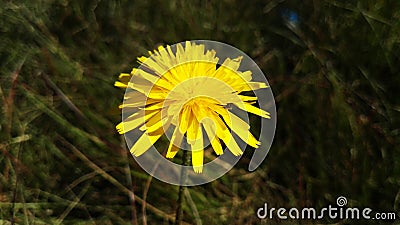 Yellow spheric flower in spring, flor amarilla esfÃ©rica en primavera, Spain Stock Photo