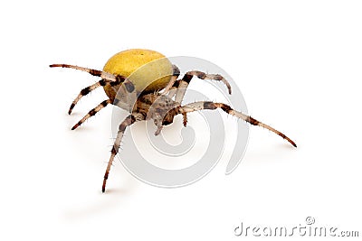 Yellow Spider Stock Photo