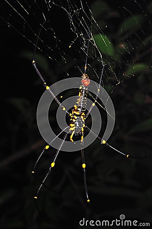 Yellow spider macro Stock Photo