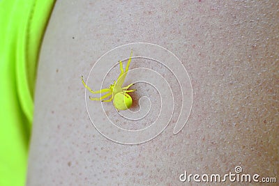 Yellow spider on man`s hands Stock Photo