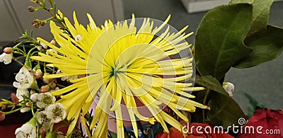 Yellow spider mum flower Stock Photo