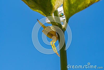 Yellow spider perched on the stem of a plant with her legs open protecting its young Stock Photo