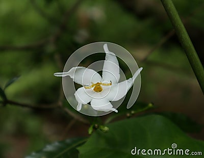 A yellow spider spreading its hands on a white flower in anticipation of prey Stock Photo