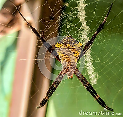 Yellow spider stuck to the nest Stock Photo