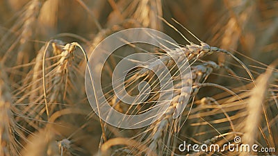 Yellow spikes sway in wind. Huge yellow field of wheat in idyllic nature in golden rays of sunset. Close up. Stock Photo