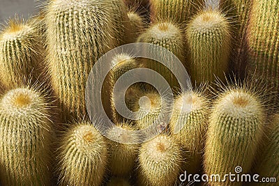 Notocactus leninghausii close up plant Stock Photo