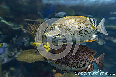 Yellow Spot rabbitfish Siganus guttatus - tropical sea fish Stock Photo