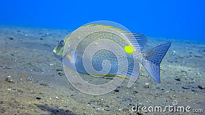 Yellow Spot Rabbitfish Siganus guttatus - tropical sea fish. Coral reef with Orange-spotted spinefoot. Close up of a Yellowspot Stock Photo