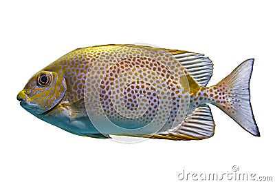 Yellow Spot rabbitfish Siganus guttatus - tropical sea fish isolated on white background. Stock Photo
