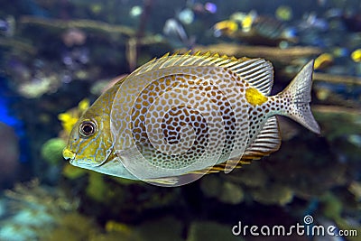 Yellow Spot rabbitfish Siganus guttatus - tropical sea fish Stock Photo