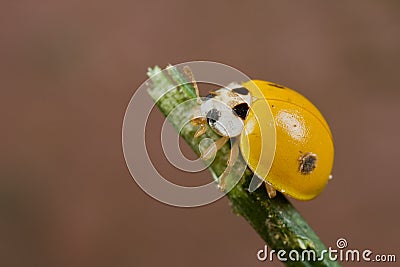 Yellow spotless ladybird Stock Photo