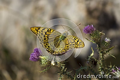 Yellow spotted butterfly sits on a purple flower. south of Russia, summer Stock Photo