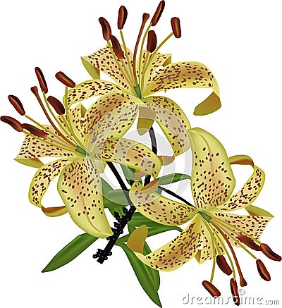 Yellow spotted lily isolated on white Vector Illustration