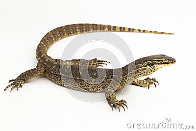 The yellow-spotted monitor or New Guinea Argus monitor Varanus panoptes horni on white background Stock Photo