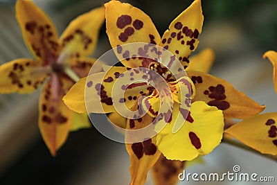 Yellow Spotted Orchids Stock Photo